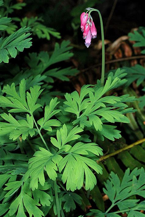 Dicentra Formosa Western Bleeding Heart Go Botany