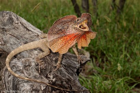 Flickrpknlisf Chlamydosaurus Kingii A Frill Neck Lizard