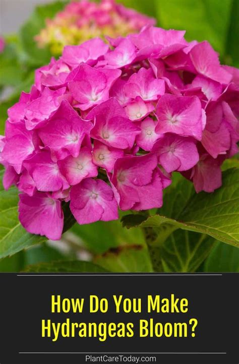 Want To Know How To Make Your Hydrangea Plants Flower When Do