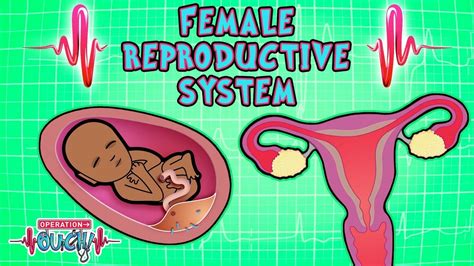 Science for kids | Body Parts - FEMALE REPRODUCTIVE SYSTEM | Operation ...