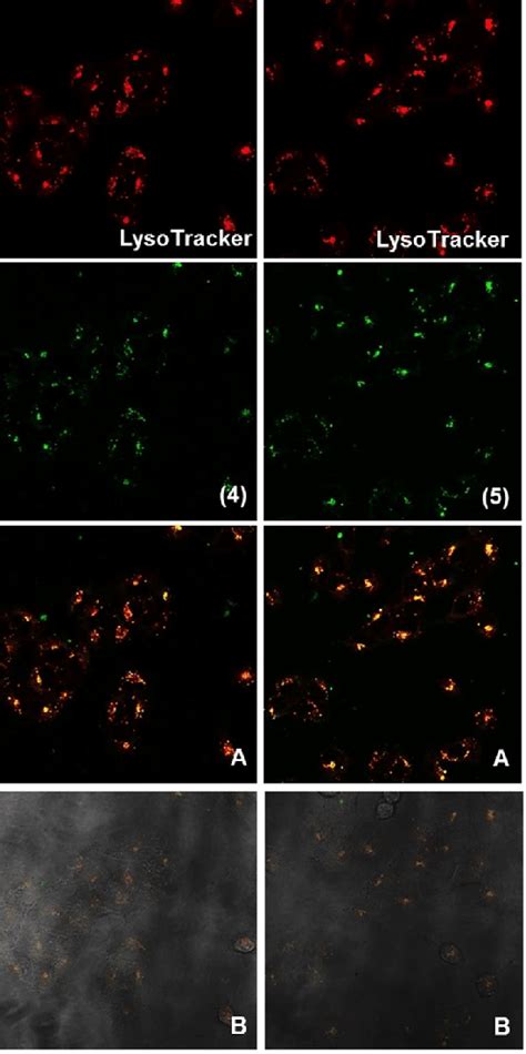 Fluorescence Microscopy Images From Colocalization Experiments Of