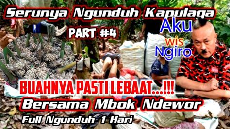 Kapulaga Putih Lokal Tak Kalah Dengan Yang Hibrida YouTube