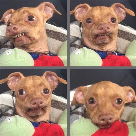Tunameltsmyheart Tunathedog Tuna Dog Singing Happy Birthday