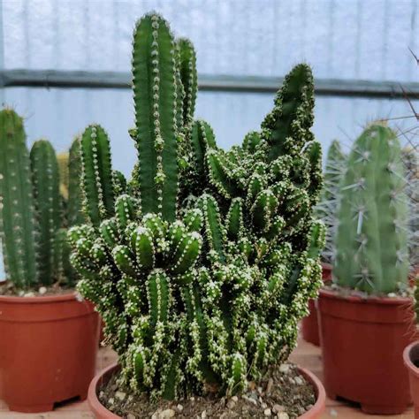 Cereus Florida Pianta Grassa Da Interno Online