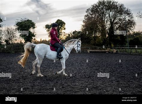 Young Woman Riding On White Cob Horse In Paddock Stock Photo Alamy