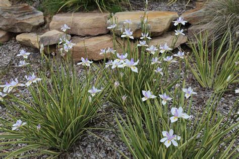 Top 10 Plants for Clay Soil: A Quick Guide – Best Plants