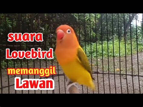 Suara Lovebird Memanggil Lawan Pancingan Super Mantap Bikin Semua