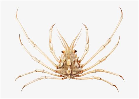 Crab varieties set illustration | Premium Photo - rawpixel