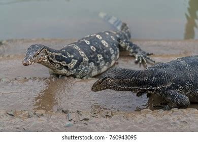 Varanus Salvator Commonly Known Asian Water Stock Photo