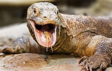 7 fatos incríveis sobre os dragões de komodo Fatos Desconhecidos