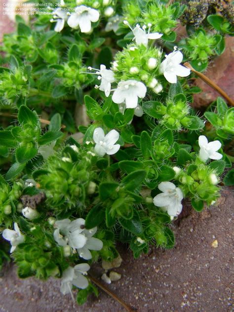 Plantfiles Pictures White Creeping Thyme Albiflorus Thymus Praecox