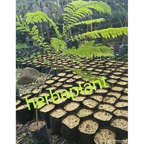 Jual Pusat Benih Tanaman Bibit Pohon Jacaranda Erni Wulansiska