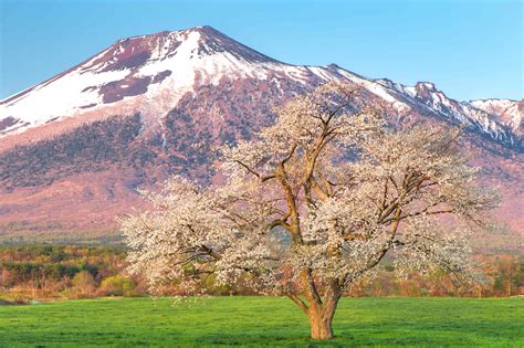 日本東北旅遊 岩手縣八幡平的賞櫻景點