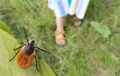 When Are Ticks Most Active