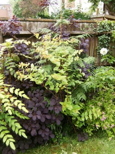 Cotinus Coggygria Identification And Pruning Advice Please Grows On You