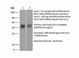 Invivoplus Anti Mouse Pd L B H Bioxcell Univ