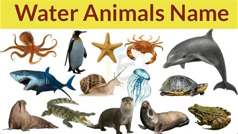 Water Animals Name, water animals for kids, 50 water animals - YouTube ...