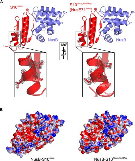 Structural And Functional Analysis Of The E Coli NusB S10