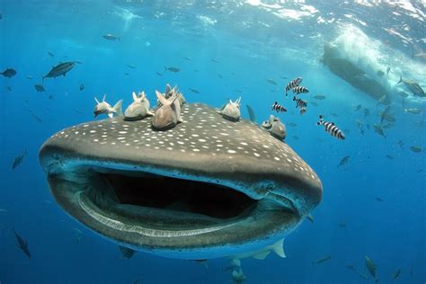 La Isla De Los Gigantes El Misterio Del Pez M S Grande Del Mundo