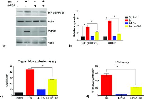 Effect Of 4 Pba On Er Stress Response And Cellular Toxicity Induced By Download Scientific