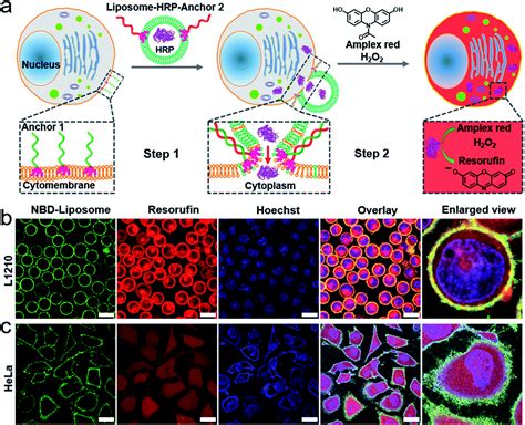 Guiding Protein Delivery Into Live Cells Using Dna Programmed Membrane