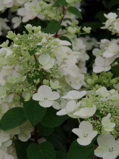 Hydrangea Paniculata Diamond Rouge Rendia Pluimhortensia De