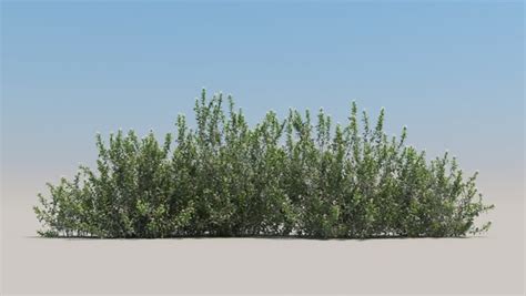 3D Shrubs 60 TurboSquid 1381776