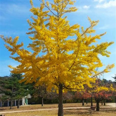 Ginko Biloba Tree Seeds To Plant 6 Seeds Edible Leaves Promote