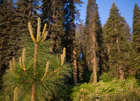 Natural Capital | F&W Forestry Services