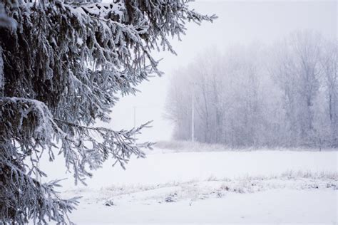 Foggy Winter Day In The Field Freestocks Org Free Stock Photo