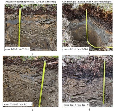 Soil Profiles Of A B Tundra And C D Alder Shrubs Tundra