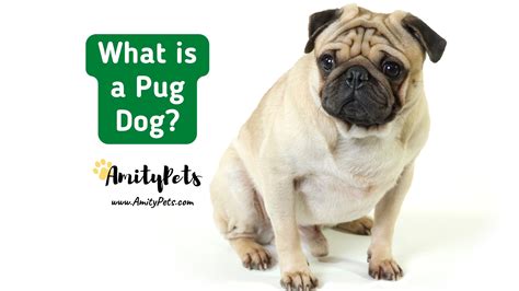 What Is A Pug Dog Breed Charactistics Personality Temperament