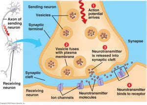 Synaptic Cleft – The Nerve Impulse