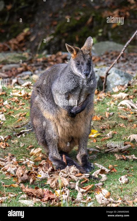 Swamp Wallaby Wallabia Bicolor Is One Of The Smaller Kangaroos This