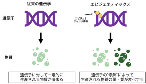 「なぜ人は環境に影響されるのか？」〜遺伝子から見た人材育成〜 株式会社ワークハピネス Style