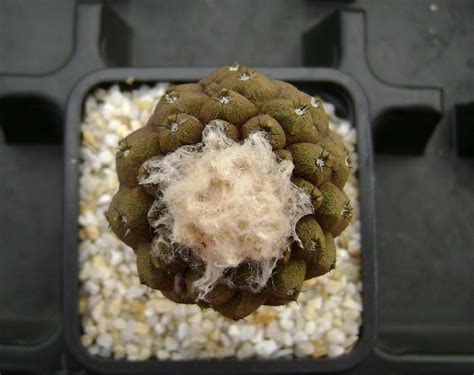 25 Fresh seeds Copiapoa hypogaea cv Lizard Skin 種子 เมลดพนธ Rare