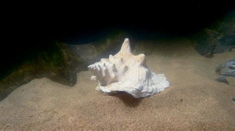 The Conch William Golding