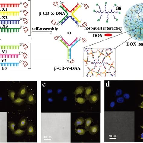 schematic diagram showing  formation   double network hydrogel