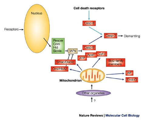 A Simplified View Of The Main Pathways Of Caspase Dependent Cell