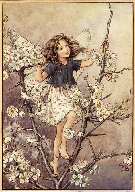 The Blackthorn Fairy Flower Fairies