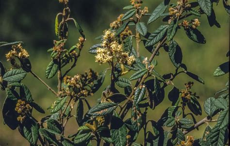 Pomaderris Brunnea Australian Plants Society