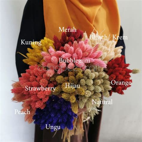 Jual DRIED FLOWER PHALARIS BUNGA KERING AESTHETIC Shopee Indonesia