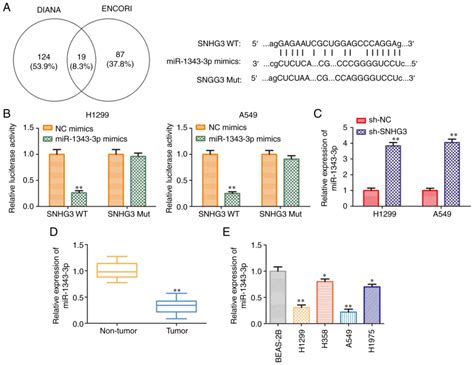 Long Noncoding Rna Snhg Promotes The Development Of Nonsmall Cell