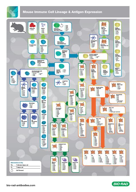 mouse-immune-cell-lineage-antigen-expression-poster-screen shot ...