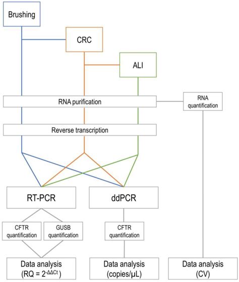 Genes Free Full Text Quantitative Evaluation Of Cftr Gene