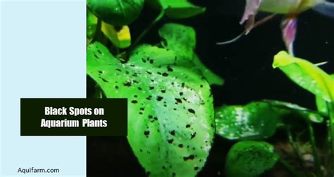 How To Get Rid Of Black Spots On Aquarium Plants 5 Root Causes