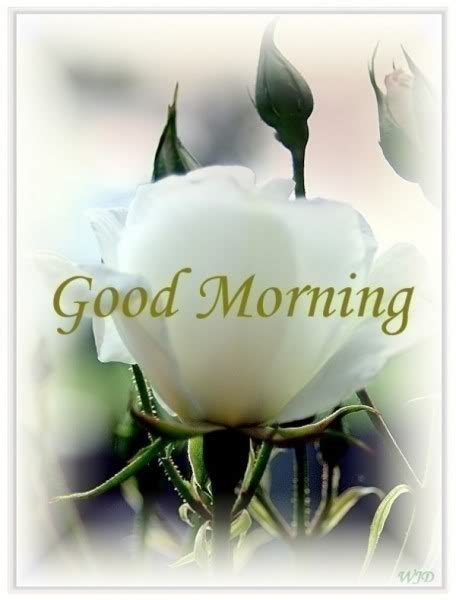 Good Morning With White Rose Good Morning Wishes Images