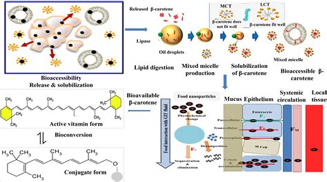 Factors Affecting The Fate Of β Carotene In The Human Gastrointestinal