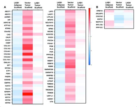 LKB1 Overexpression In MDA MB 231 Cells Inhibits Pro Adipogenic