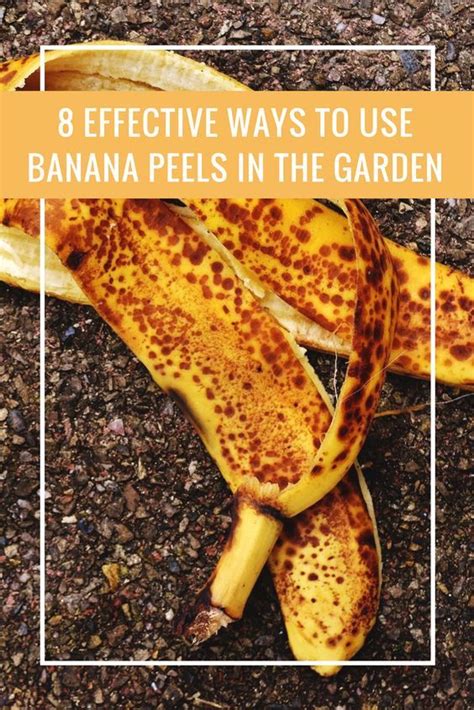 8 Effective Ways To Use Banana Peels In The Garden Stop Throwing Out Banana Peels Garden